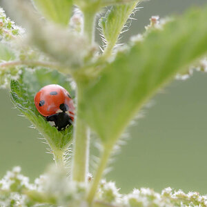Bild LR3 .14. Juni 2014. .DSC 5858