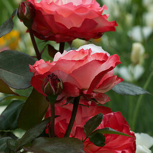 52900rosenblumen