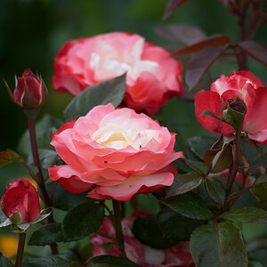62900rosenblumen