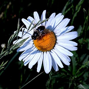 Fliege als Pollenräuberin