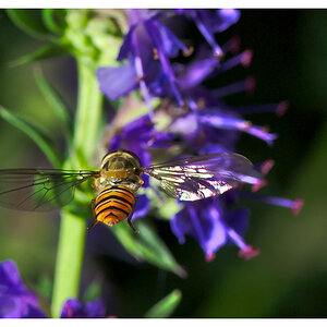 Schwebfliege
