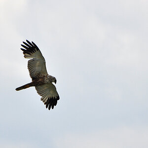 DSC 7014 khg