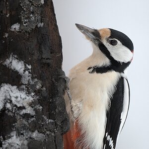 s630 Buntspecht Portrait 6593  5