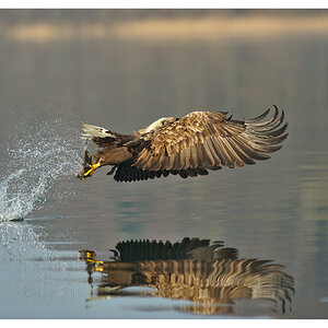 Seeadler 02