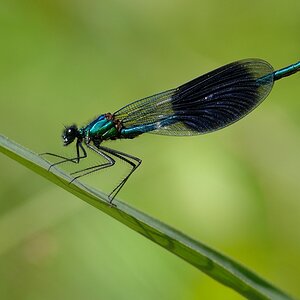 Libelle 062014