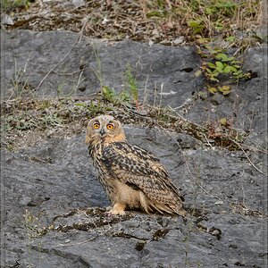 20140703 7328 [NIKON D4] 600 mm,1 320 Sek. bei ƒ   4,0