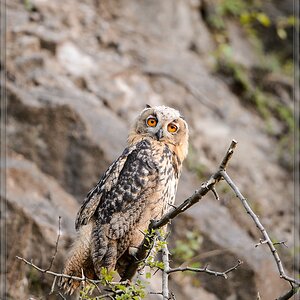 20140703 7557 [NIKON D4] 600 mm,1 125 Sek. bei ƒ   4,0