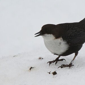 s725 Wasseramsel 5788