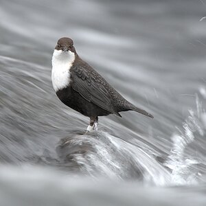 s725 Wasseramsel 8169  1