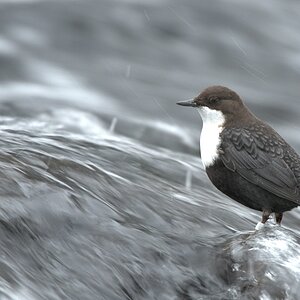 s725 Wasseramsel 8283  5