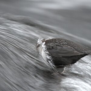 s725 Wasseramsel 8179  1
