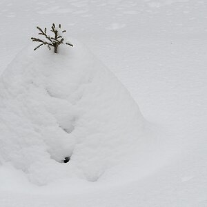 s743 Baum 8346  1