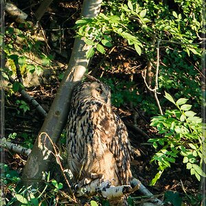 20140703 5054 [NIKON 1 V3] 600 mm,1 60 Sek. bei ƒ   4,0 2