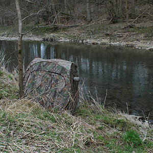 Eisvogele3