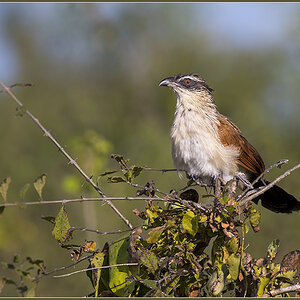 Sambia 2659.2