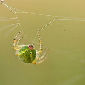 Kürbisspinne bei der Arbeit

D7000 / Sigma 2.8/105 / f5.6 / 1/100 sek / ISO 320

leicht gecroppt