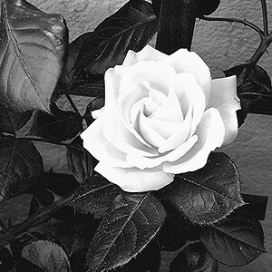 Balkonrose