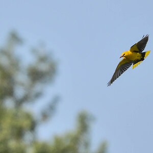 N71 3350 Pirol im Flug