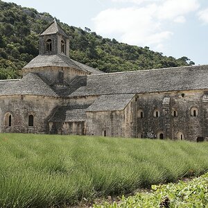Lavendel3