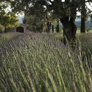 Lavendel1