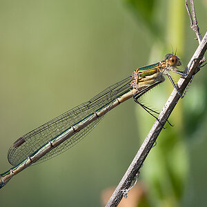 Binsenjungfer Gemeine 2014 07 03  01