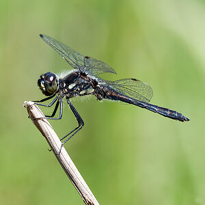 Heidelibelle Schwarze 2014 08 10 01