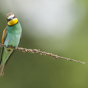 bienenfresser 02