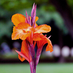 2140723 1141 Canna VG Linz