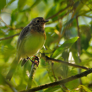 DSC 3789 UnbekVogel 1000