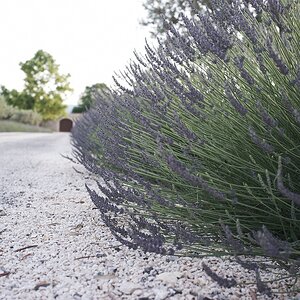 Lavendel2