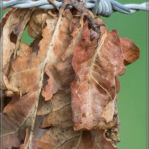 20140725 5578 [NIKON 1 V3] 300 mm,1 125 Sek. bei ƒ   5,6