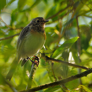 DSC 3789_Rotkehlchen_juv_ 1000 1