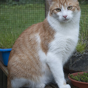 Kater 2
