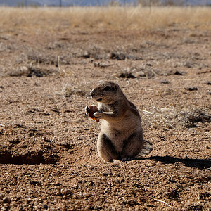 Erdhörnchen satt
