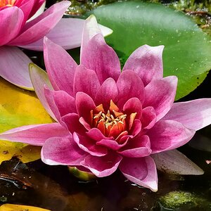 Seerose
