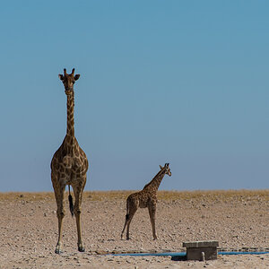 Giraffenmutti mit Kind