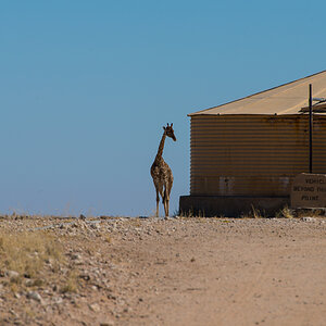 Giraffe auf Wache
