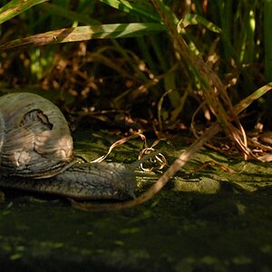 Schnecke mit Dachschaden