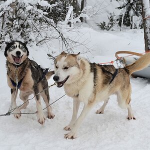 s860 Huskies 8703 5