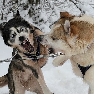 s860 Huskys 8706
