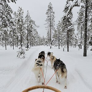 s862 Huskies 8776  5