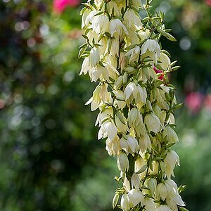 Yucca