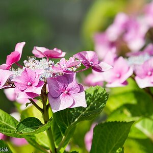 Hortensie