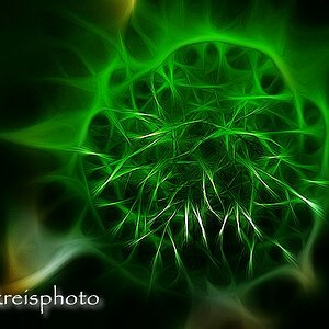 comp Scabiosa