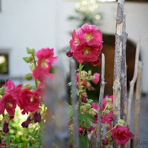 Nikkor 35mm