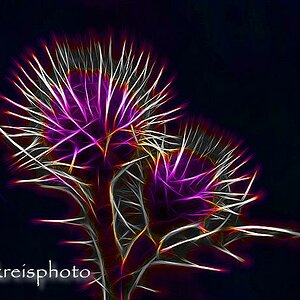 comp Disco Distel bearbeitet 1