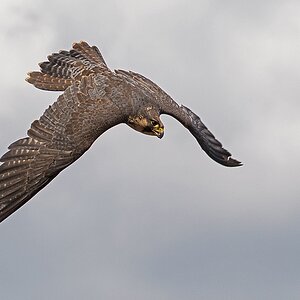 D71 0883 Falke IIIA