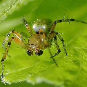 Spinne1
