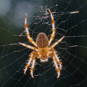 Spinne2