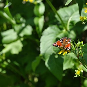Tagpfauenauge (lat. Inachis io)